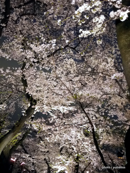 皇居・千鳥ヶ淵・散り際の夜桜0669