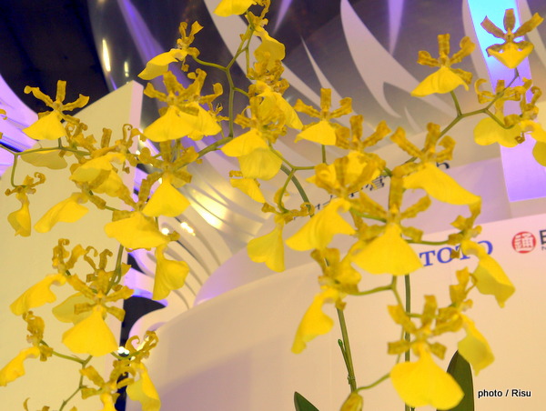 世界らん展2015　Nabana Yellow